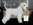 Schnauzer Blanco Madrid DE LOS CASTIZOS
