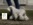Schnauzer Blanco Madrid DE LOS CASTIZOS