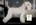 Schnauzer Blanco Madrid DE LOS CASTIZOS
