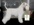 Schnauzer Blanco Madrid DE LOS CASTIZOS