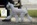 Schnauzer Blanco Madrid DE LOS CASTIZOS