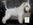 Schnauzer Blanco Madrid DE LOS CASTIZOS
