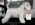 Schnauzer Blanco Madrid DE LOS CASTIZOS