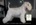 Schnauzer Blanco Madrid DE LOS CASTIZOS