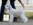 Schnauzer Blanco Madrid DE LOS CASTIZOS