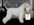 Schnauzer Blanco Madrid DE LOS CASTIZOS