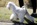 Schnauzer Blanco Madrid DE LOS CASTIZOS