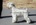 Schnauzer Blanco Madrid DE LOS CASTIZOS