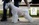 Schnauzer Blanco Madrid DE LOS CASTIZOS