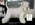 Schnauzer Blanco Madrid DE LOS CASTIZOS