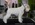Schnauzer Blanco Madrid DE LOS CASTIZOS