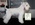 Schnauzer Blanco Madrid DE LOS CASTIZOS