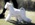 Schnauzer Blanco Madrid DE LOS CASTIZOS
