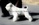 Schnauzer Blanco Madrid DE LOS CASTIZOS