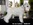 Schnauzer Blanco Madrid DE LOS CASTIZOS