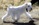 Schnauzer Blanco Madrid DE LOS CASTIZOS