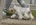 Schnauzer Blanco Madrid DE LOS CASTIZOS
