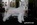 Schnauzer Blanco Madrid DE LOS CASTIZOS
