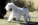 Schnauzer Blanco Madrid DE LOS CASTIZOS