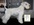 Schnauzer Blanco Madrid DE LOS CASTIZOS