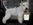 Schnauzer Blanco Madrid DE LOS CASTIZOS