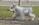 Schnauzer Blanco Madrid DE LOS CASTIZOS
