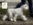 Schnauzer Blanco Madrid DE LOS CASTIZOS