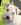 Schnauzer Blanco Madrid DE LOS CASTIZOS
