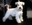 Schnauzer Blanco Madrid DE LOS CASTIZOS