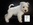 Schnauzer Blanco Madrid DE LOS CASTIZOS