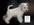 Schnauzer Blanco Madrid DE LOS CASTIZOS