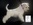 Schnauzer Blanco Madrid DE LOS CASTIZOS