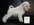 Schnauzer Blanco Madrid DE LOS CASTIZOS