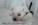 Schnauzer Blanco Madrid DE LOS CASTIZOS