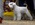 Schnauzer Blanco Madrid DE LOS CASTIZOS