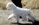 Schnauzer Blanco Madrid DE LOS CASTIZOS