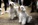 Schnauzer Blanco Madrid DE LOS CASTIZOS