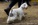 Schnauzer Blanco Madrid DE LOS CASTIZOS