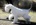 Schnauzer Blanco Madrid DE LOS CASTIZOS