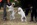 Schnauzer Blanco Madrid DE LOS CASTIZOS