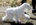 Schnauzer Blanco Madrid DE LOS CASTIZOS