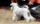 Schnauzer Blanco Madrid DE LOS CASTIZOS