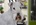Schnauzer Blanco Madrid DE LOS CASTIZOS