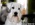 Schnauzer Blanco Madrid DE LOS CASTIZOS