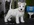 Schnauzer Blanco Madrid DE LOS CASTIZOS