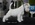 Schnauzer Blanco Madrid DE LOS CASTIZOS
