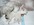 Schnauzer Blanco Madrid DE LOS CASTIZOS