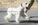 Schnauzer Blanco Madrid DE LOS CASTIZOS