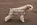 Schnauzer Blanco Madrid DE LOS CASTIZOS