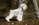 Schnauzer Blanco Madrid DE LOS CASTIZOS